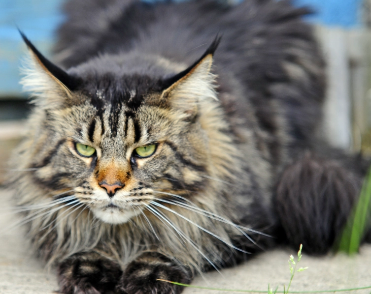 maine coon personality