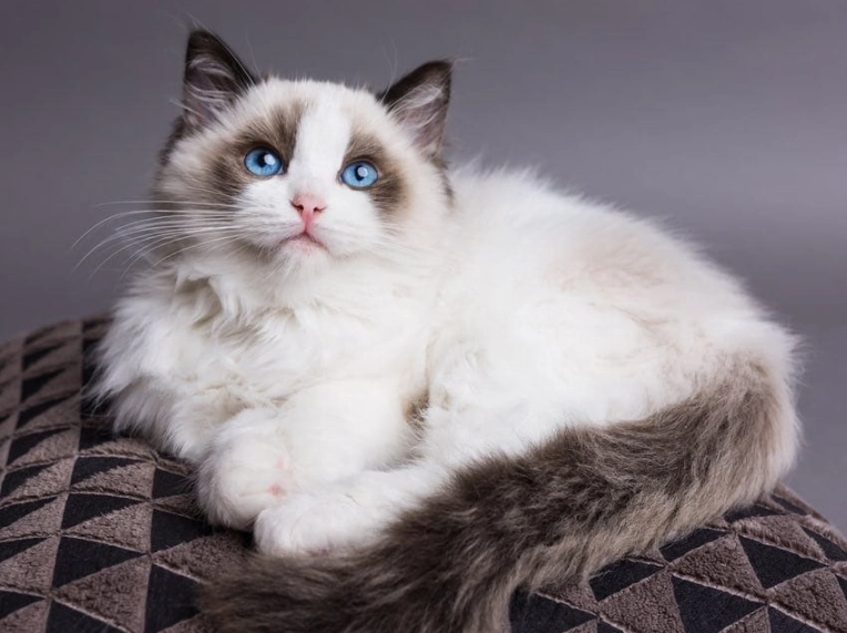 ragdoll cat price