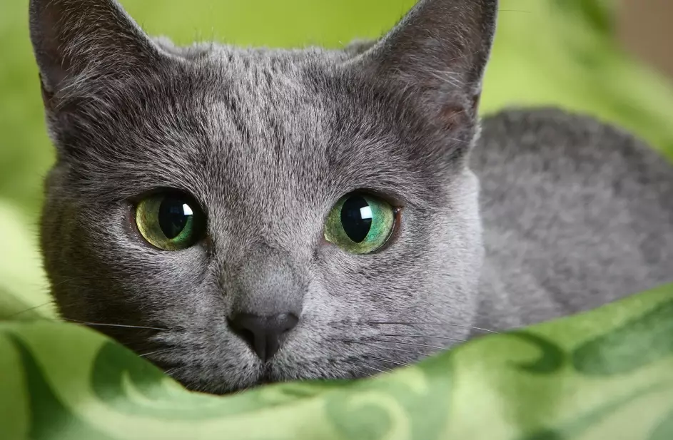 russian blue cat russian blue cat