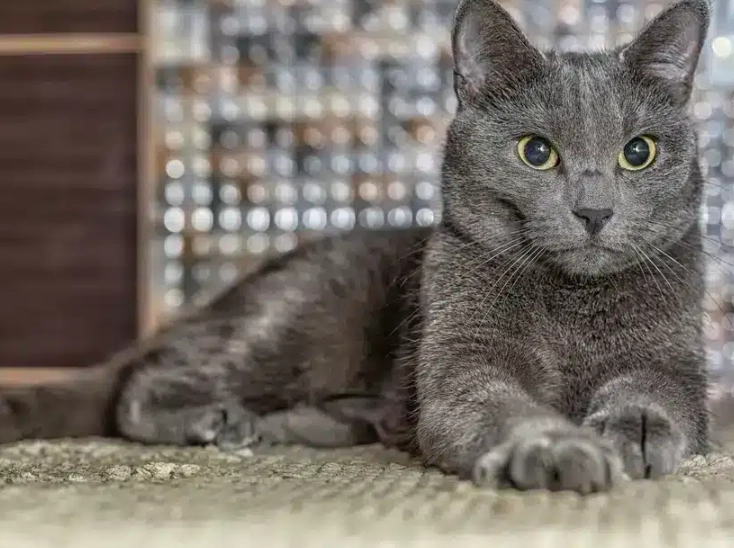 russian blue cat russian blue cat