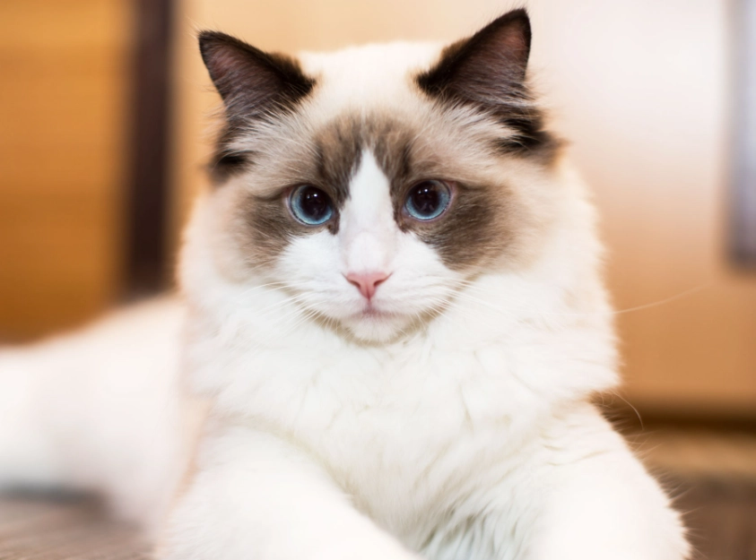 ragdoll cat personality