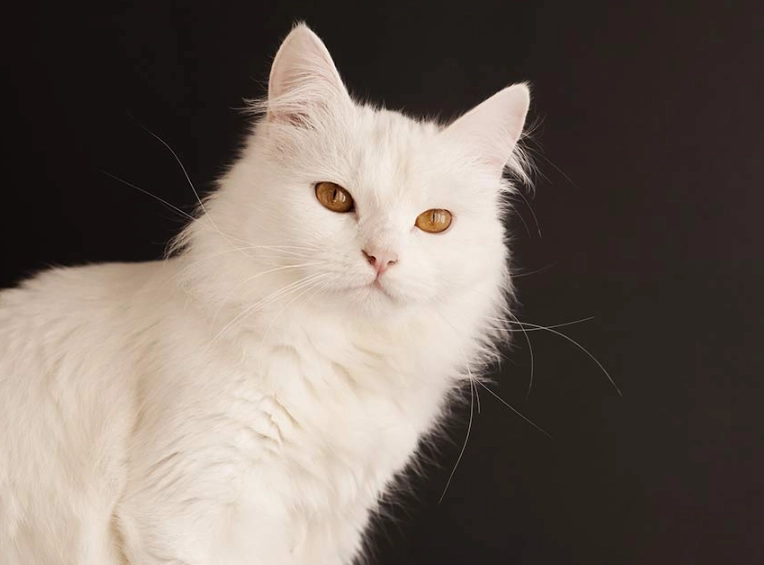 Turkish Angora cat care