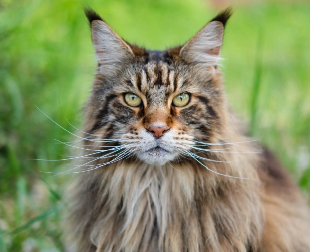 maine coon personality