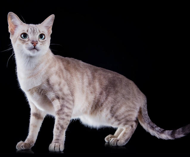 Tonkinese cat personality