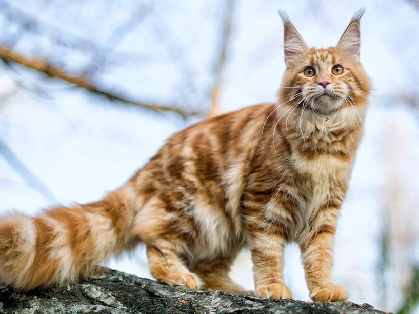 maine coon cat care