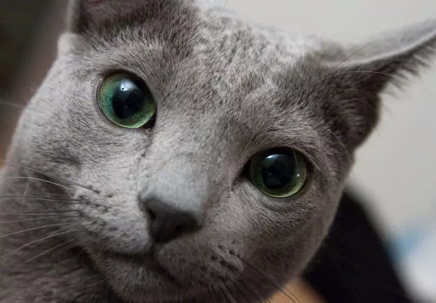 russian blue cat russian blue cat