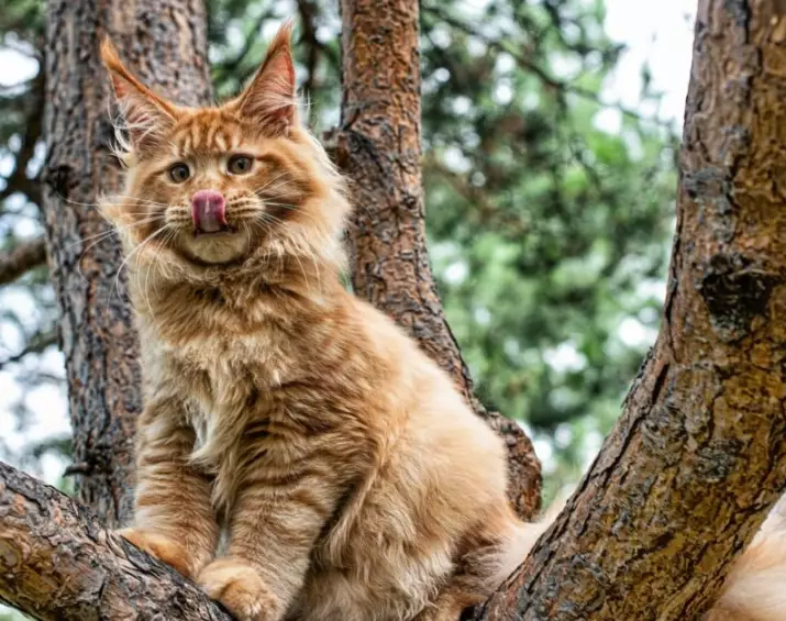 maine coon cats