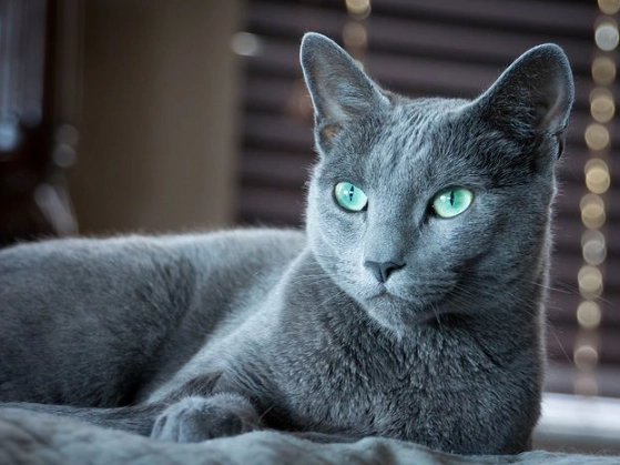 russian blue cat personality russian blue cat personality