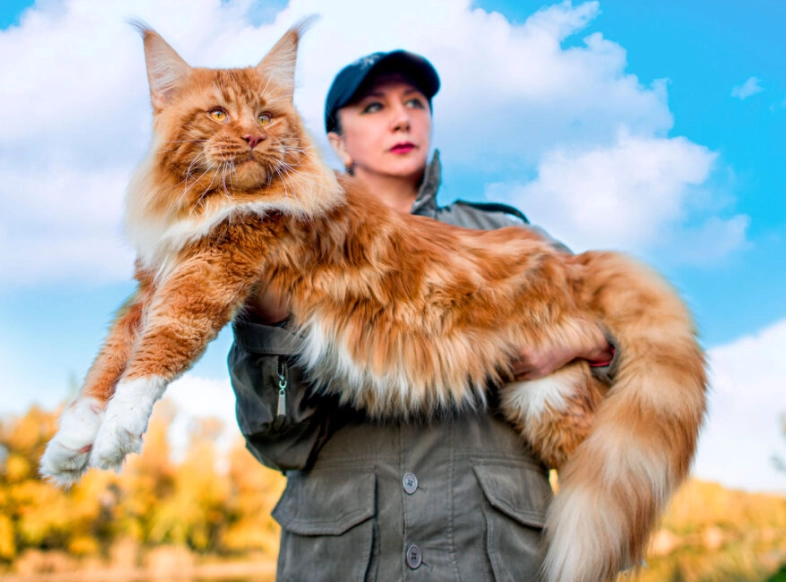 maine coon cats