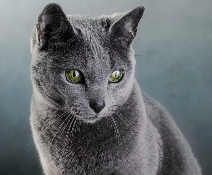 russian blue cat russian blue cat