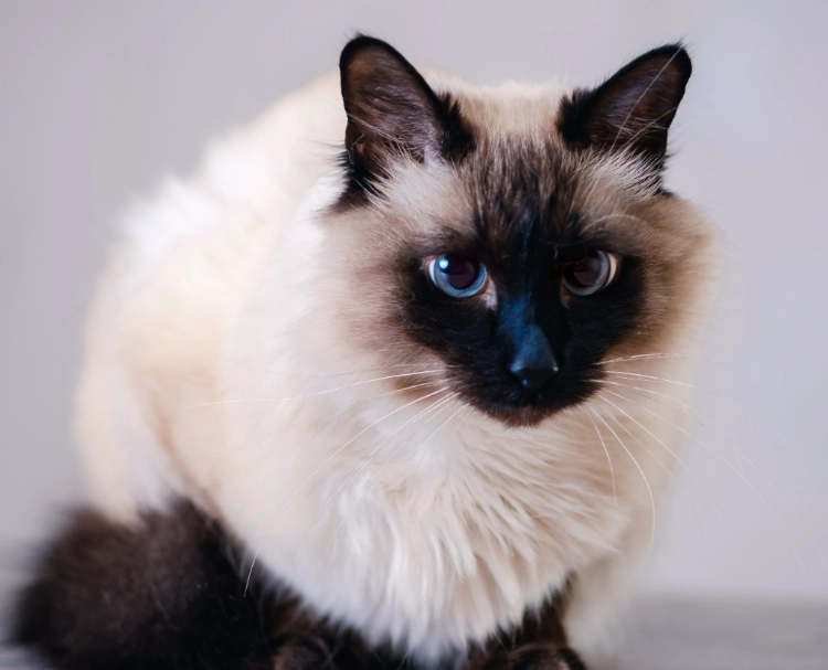 Balinese vs Siamese cat