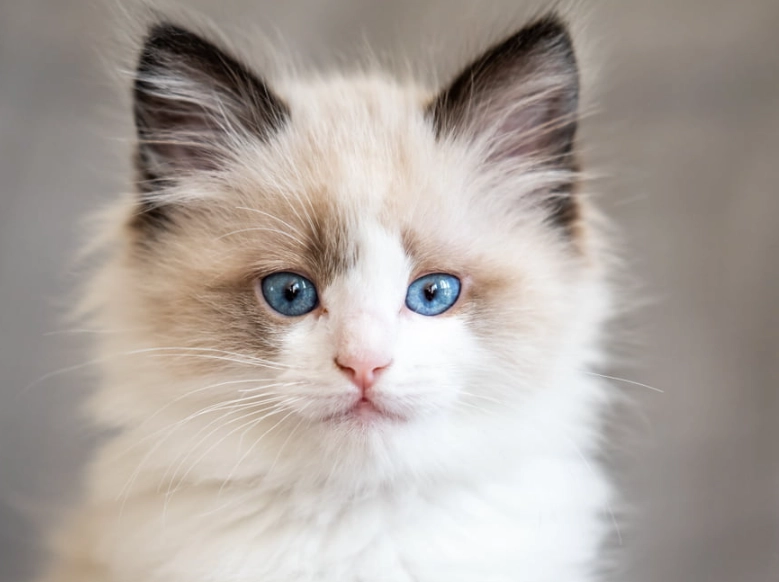 ragdoll cat care