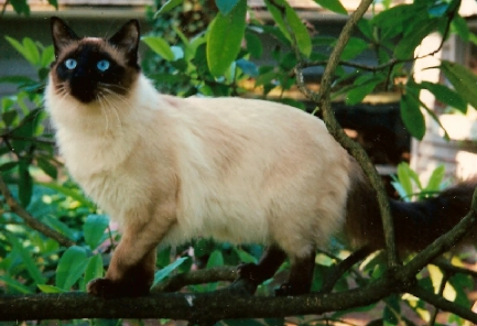 Balinese vs Siamese cat
