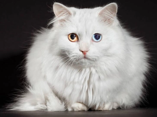 Turkish Angora cat