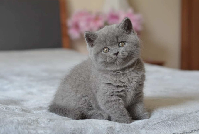 British Shorthair kitten care