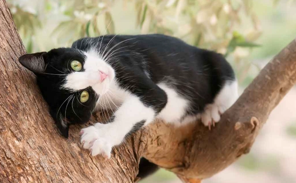male tuxedo cat care