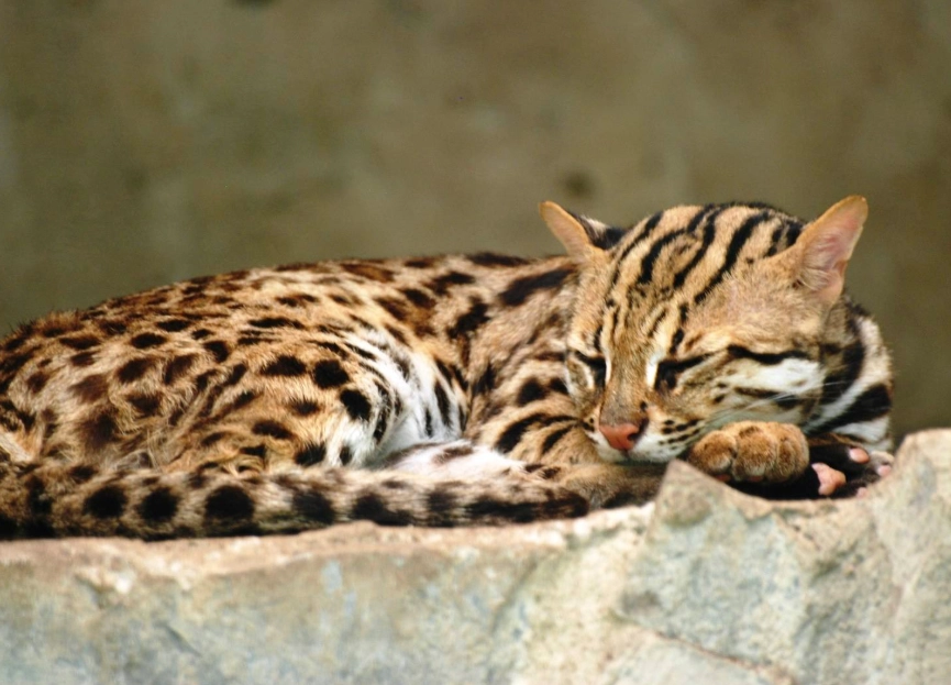leopard cat habitat