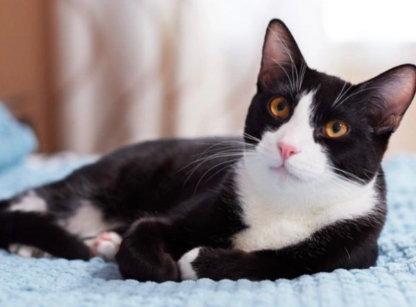 tuxedo cat behavior