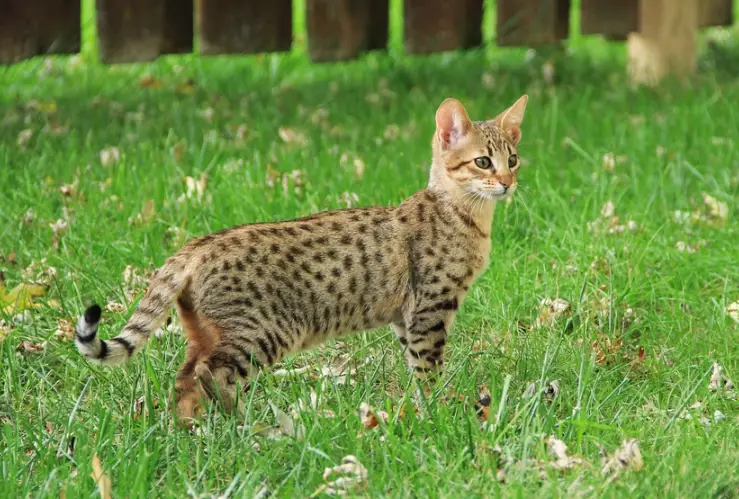 savannah cat ownership