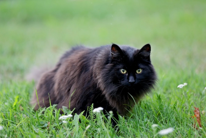 black cat personality