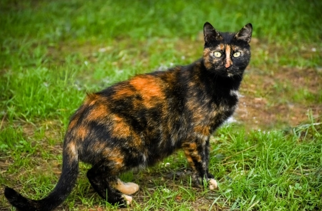 tortoiseshell cat male tortoiseshell cat male