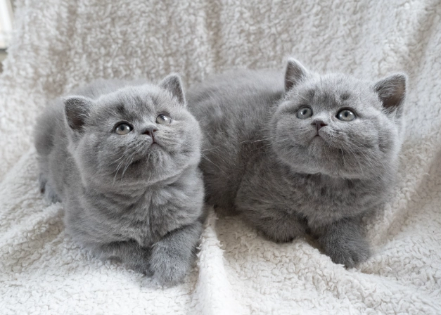 British Shorthair kitten price