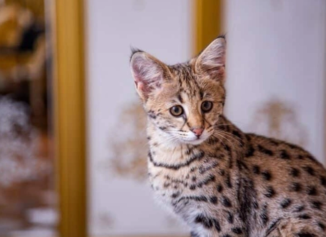 own savannah cat