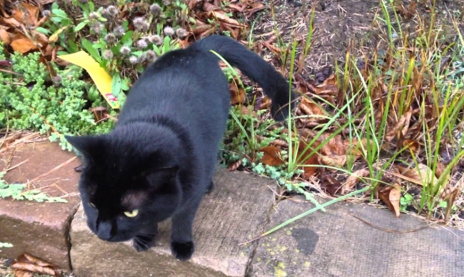 black cat personality