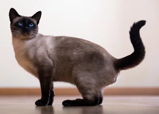 black pointed Siamese