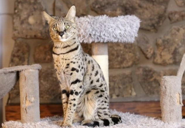 savannah cat behavior
