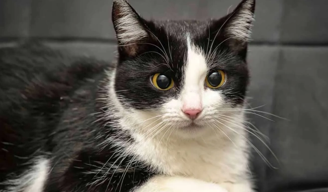 male tuxedo cat care