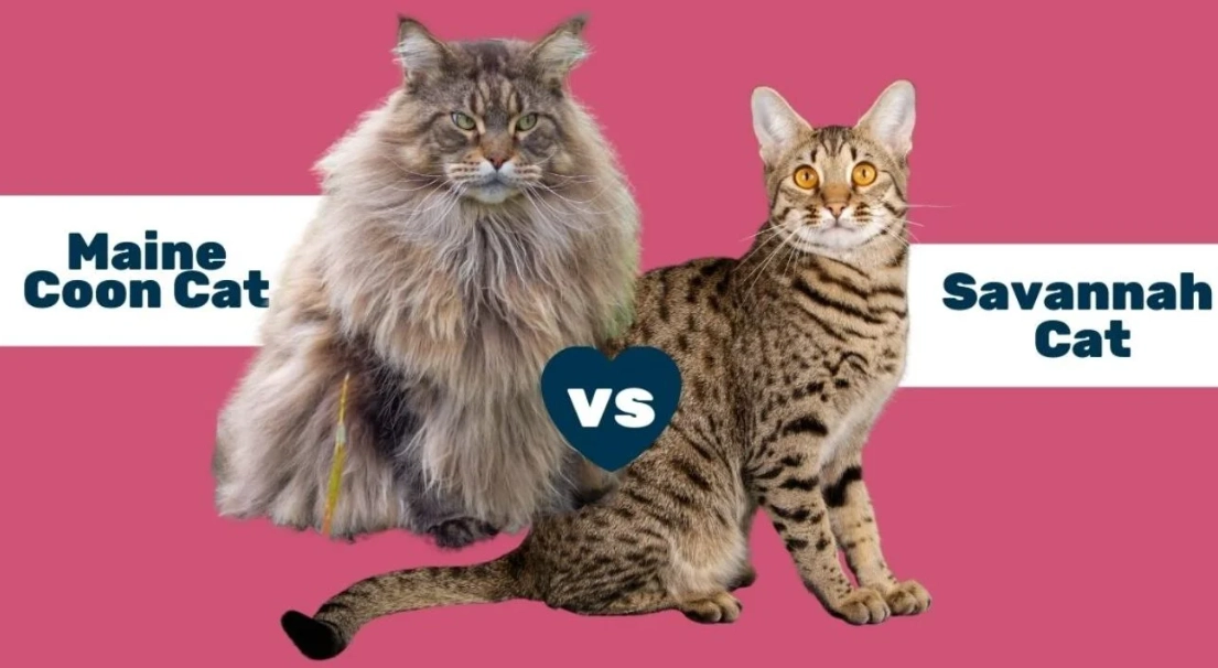 Maine Coon vs Savannah cat size
