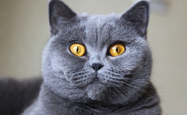 British Shorthair kitten price