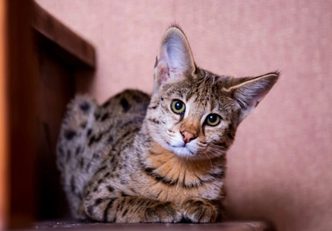 Are savannah cats good pets