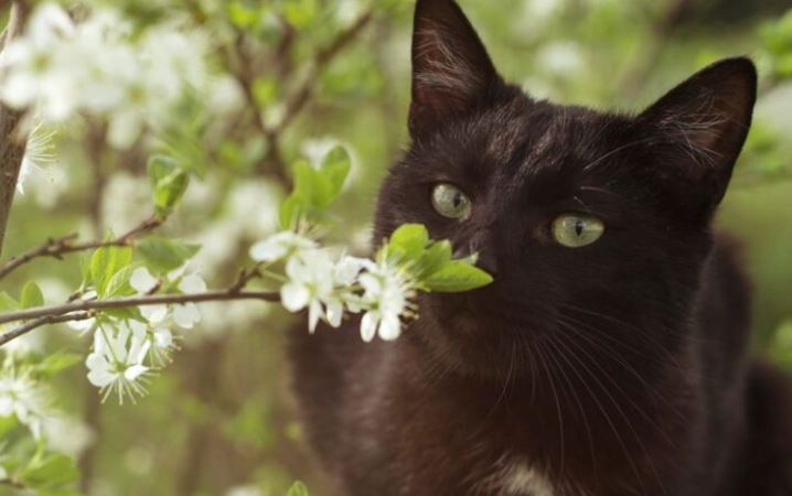 what does a black cat symbolize