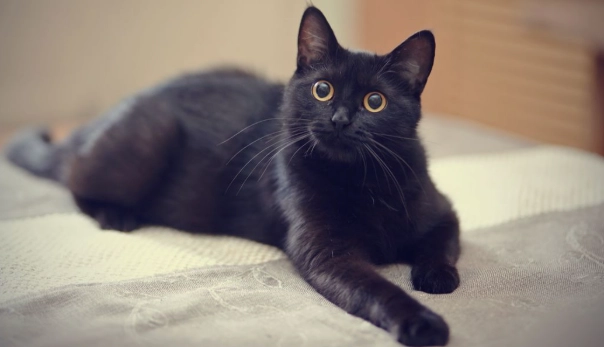 are black cats friendly