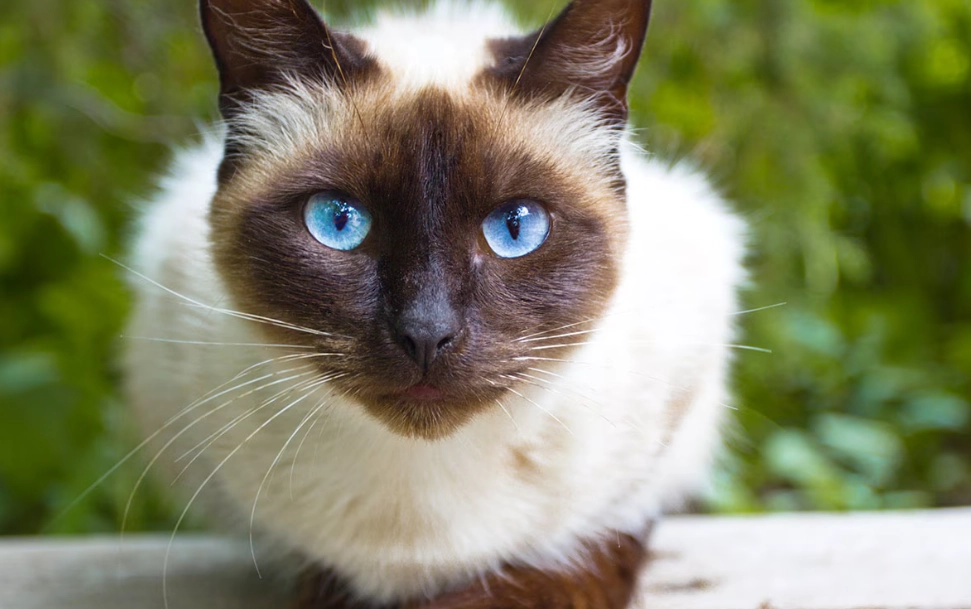 Siamese cat types