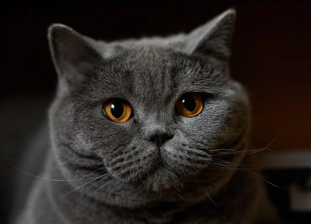 British Shorthair good pet