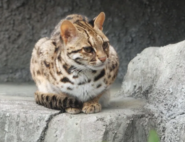 leopard cat facts
