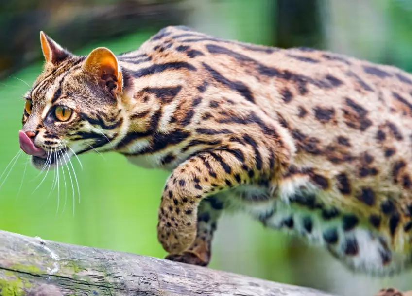 leopard cat habitat