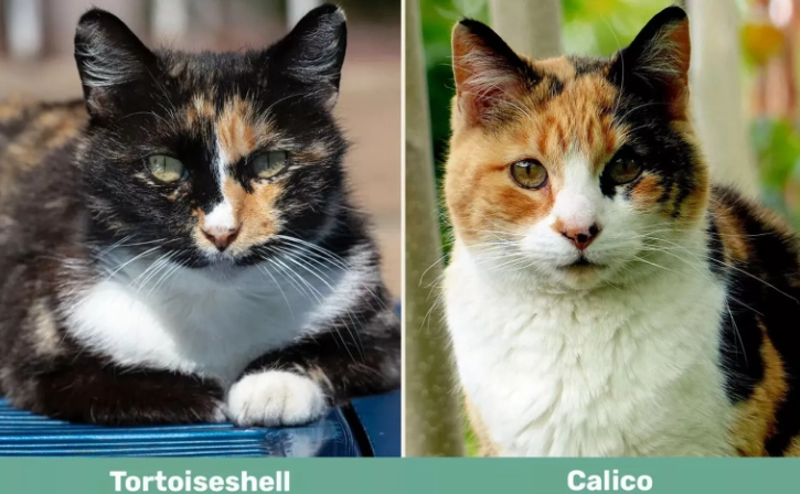 tortoiseshell vs calico cat