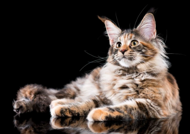 male tortoiseshell cat male tortoiseshell cat