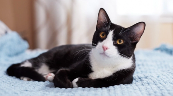 tuxedo cat male personality