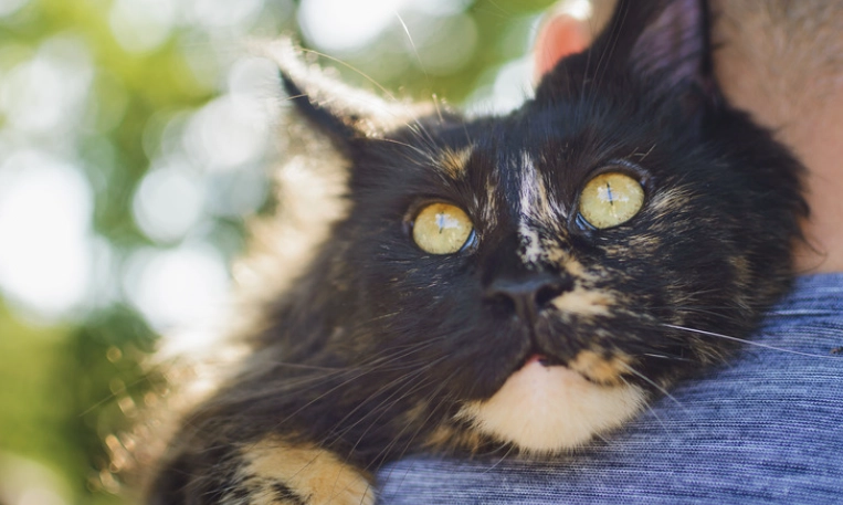 tortie male cat tortie male cat