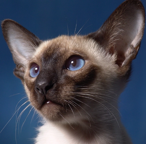 Siamese cat types