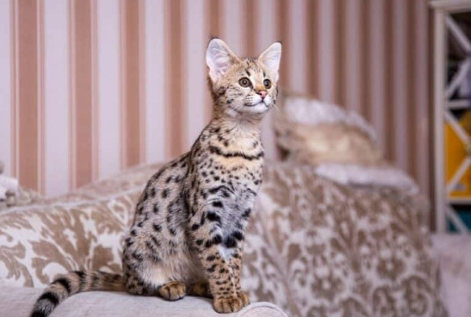 savannah cat legality