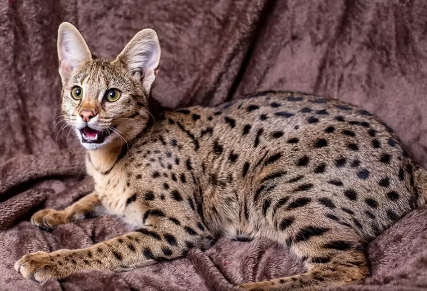 savannah cat legality