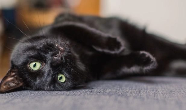 are black cats friendly