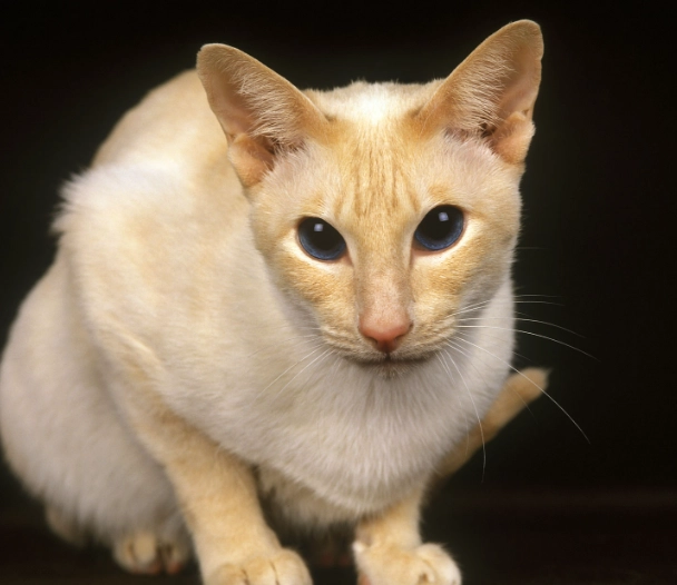 flame point Siamese cat