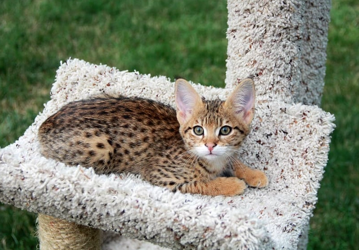 Are savannah cats good pets